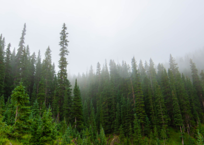 corkscrew pass ouray colorado pine trees