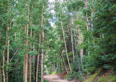 Engineer pass aspen trees