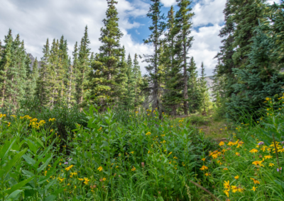 engineer pass wildlife