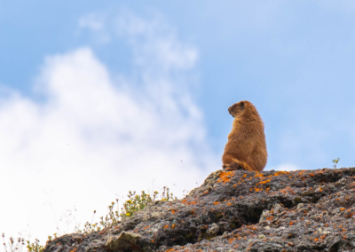 marmot on black bear pass