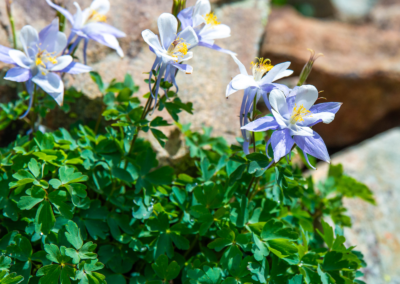 scenic telluride flowers